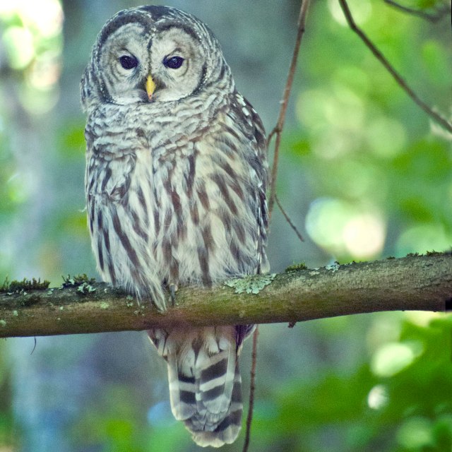 Barred_owl