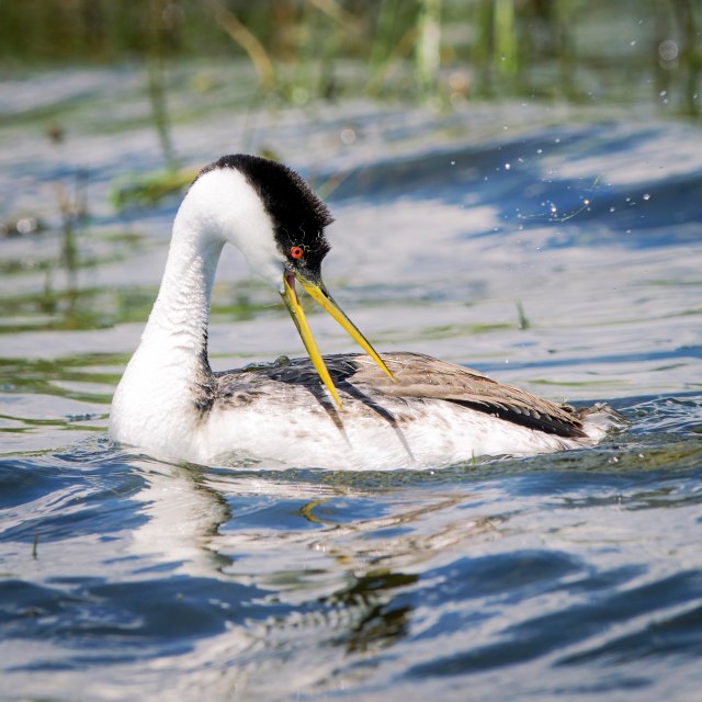 Grebe_for_post_1