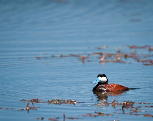 Ruddy_Duck_1