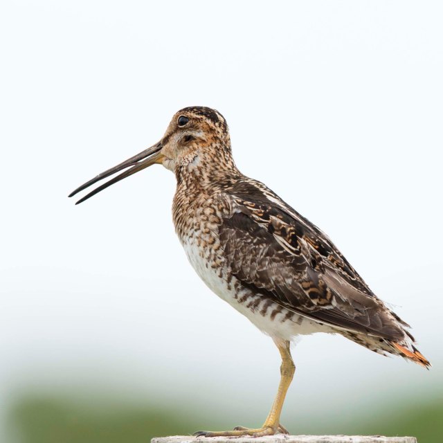 Snipe_2015