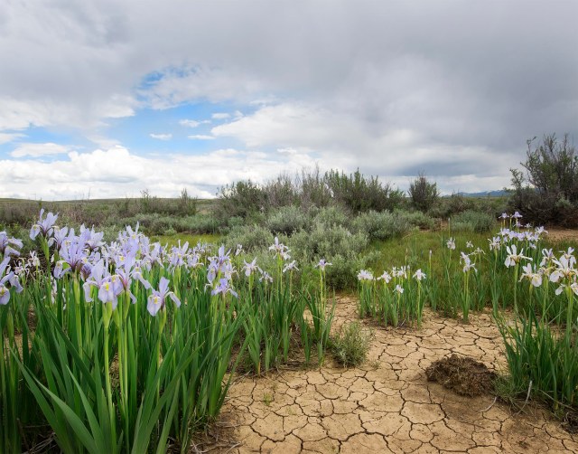 Wild_iris_1