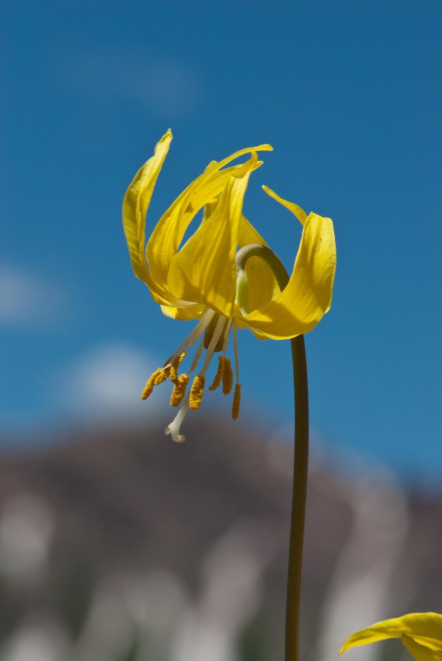 Glacier_lilly