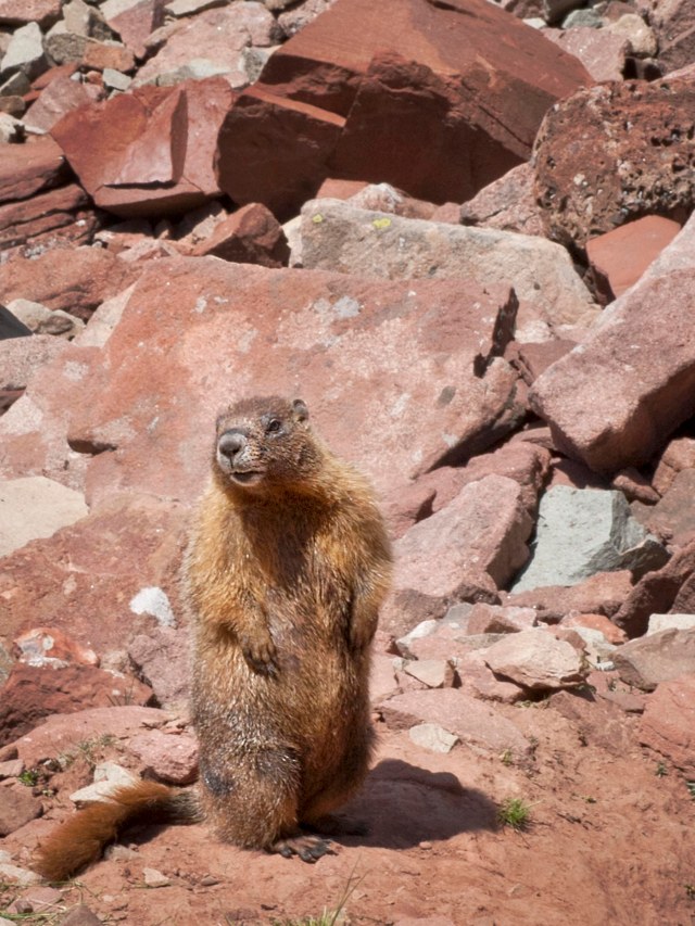 Red_bellied_marmot_1