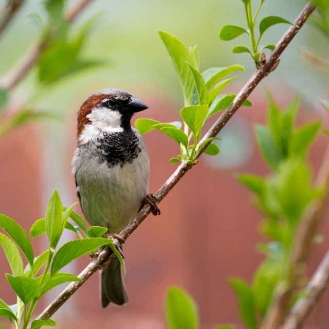 Sparrow
