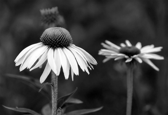 Coneflower_bw