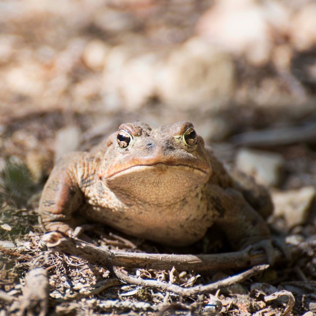 Toad_2