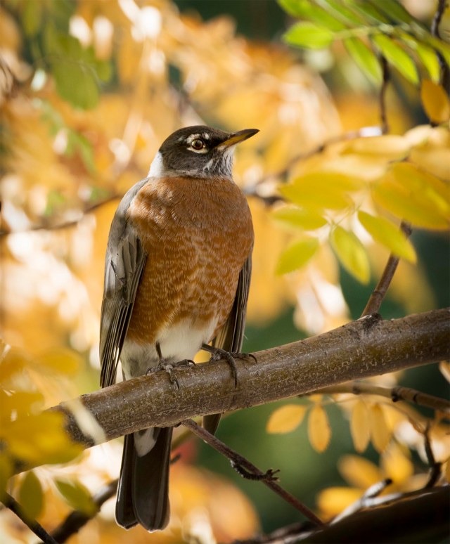 Fall_robin_1