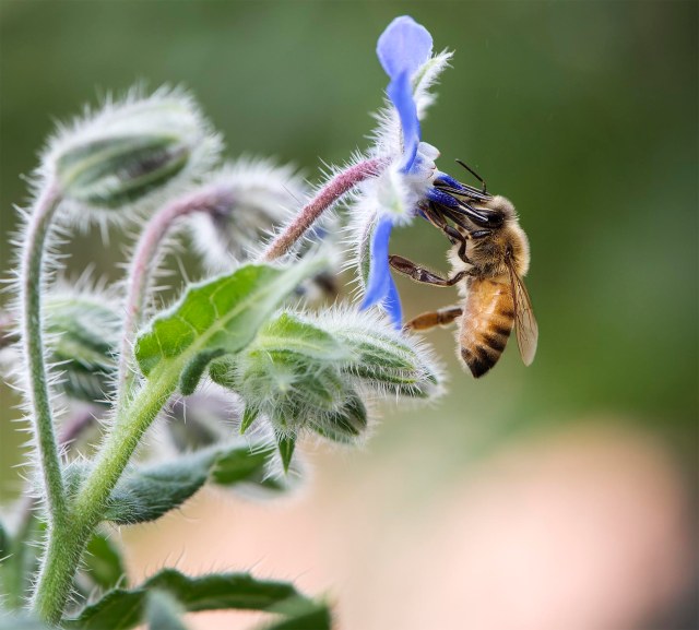 Bee_borage_2