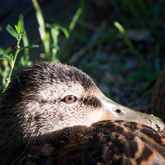 Mallard_eyes_1