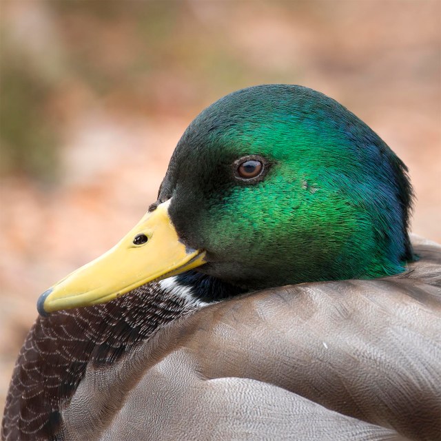 Mallard_portrait copy