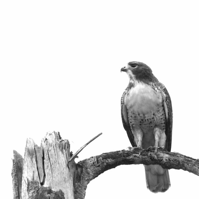Red_tail_grey_day_bw