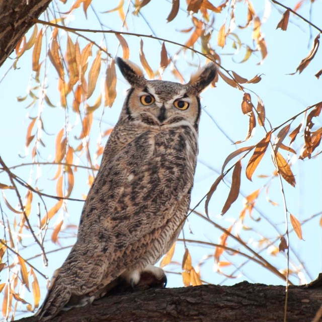 November_owl_1
