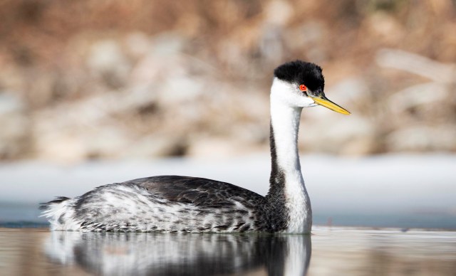 Western_grebe_3