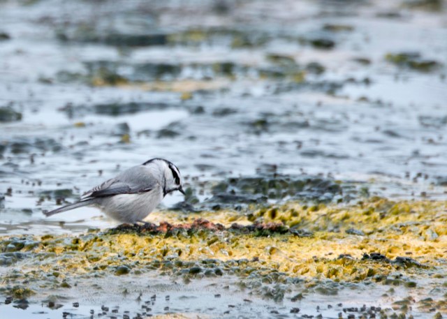 CHickAdee_Yellowstone