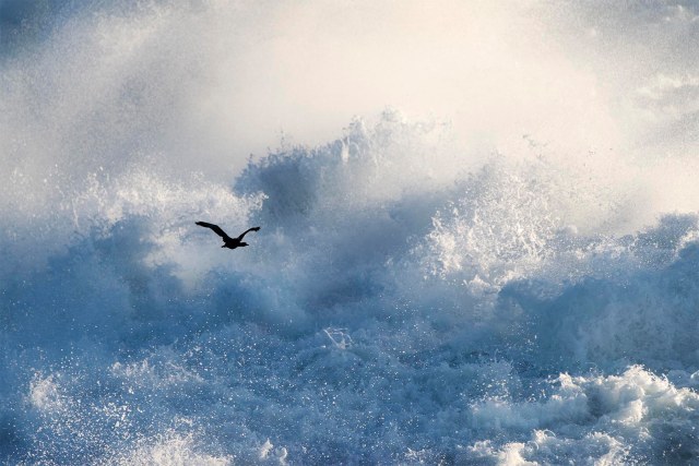 Cormorant_waves_2