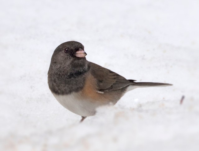 Junco_1