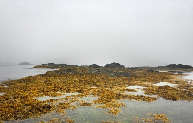 Kelp_and_fog