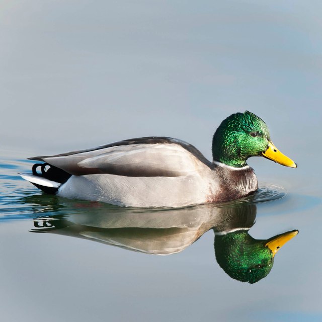 Mallard_portrait_23