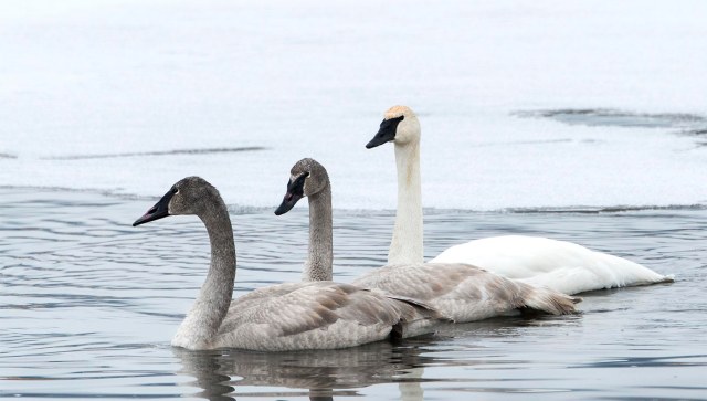 Swan_cygnets_1