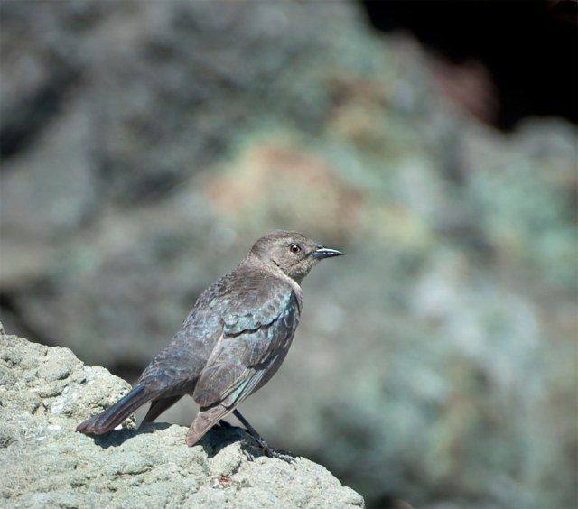 brewers_blackbird_female