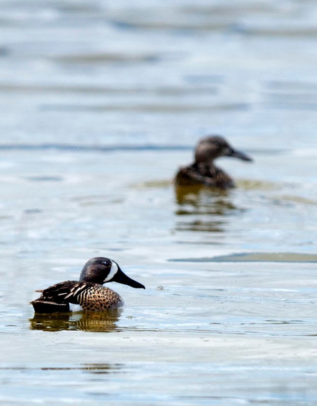 Blue_winged_teal_pair