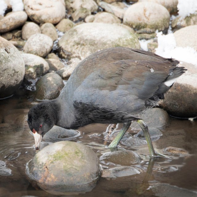 Coot_out_of_water_1