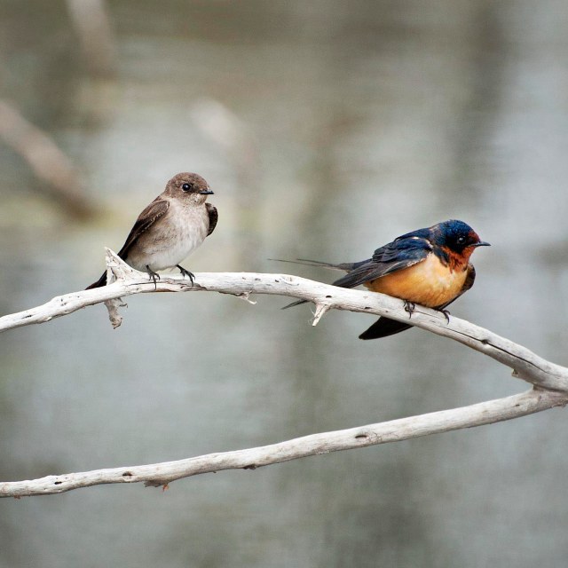 Swallows_2a