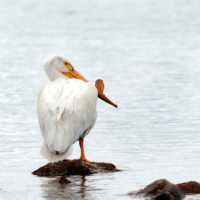 American-White_pelican_1