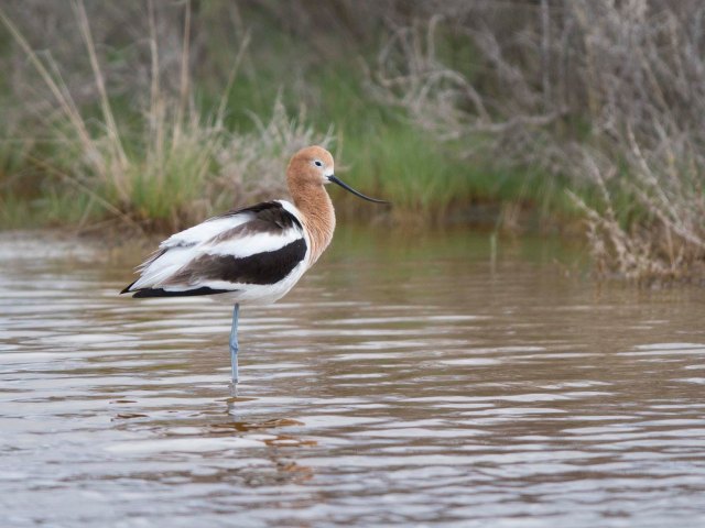 Avocet and tern01