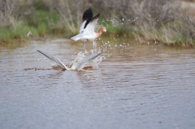 Avocet and tern02