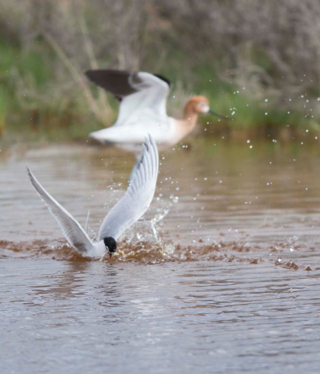 Avocet and tern03
