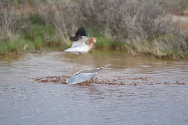 Avocet and tern04