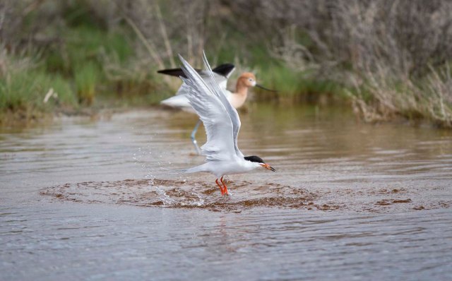 Avocet and tern05