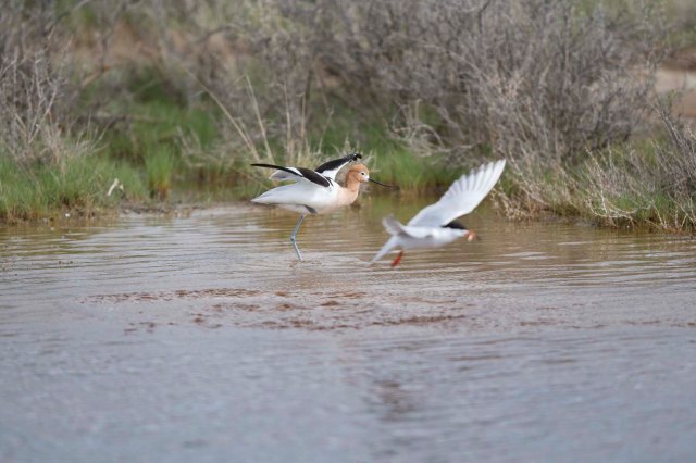 Avocet and tern06