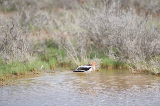 Avocet and tern08