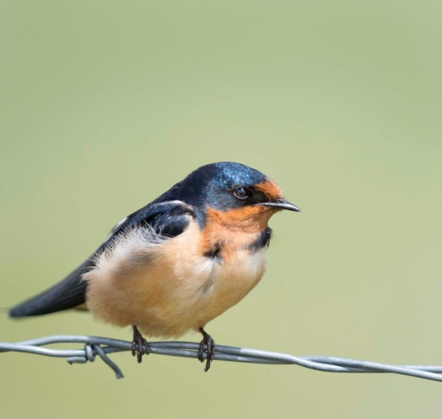 Barn_swallow_2
