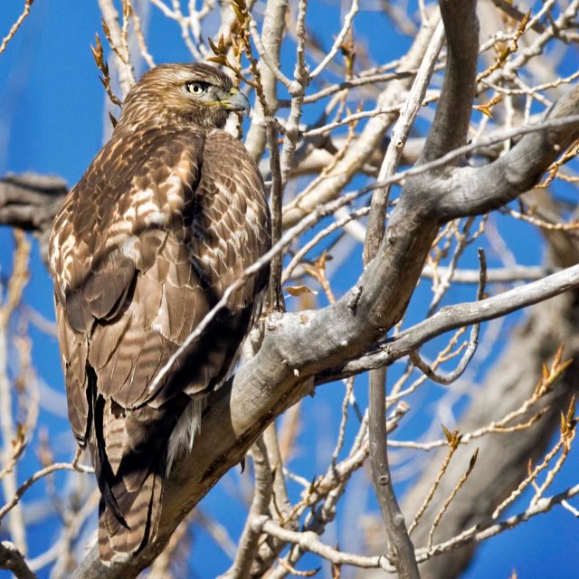 Coopers_hawk_1 copy