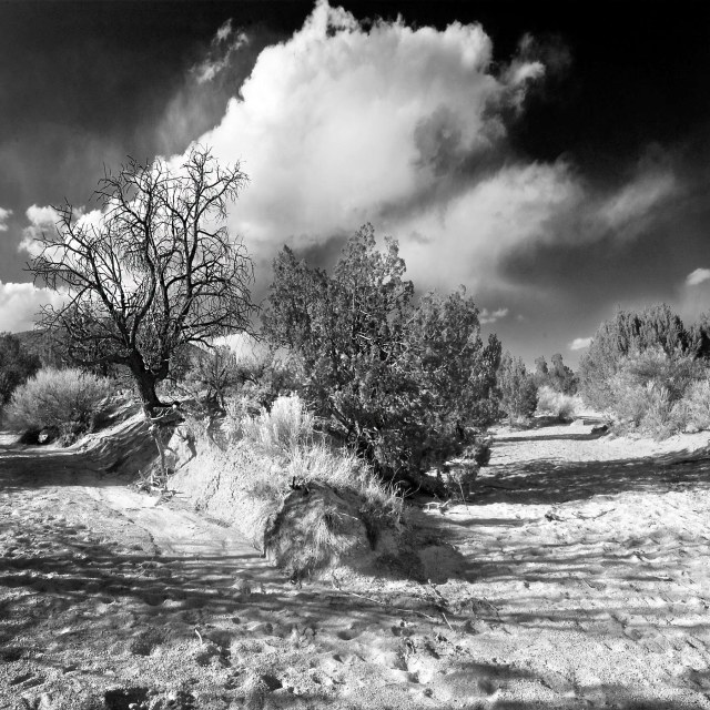 Wash_forks_1_bw copy