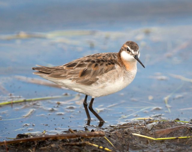 Wilsons_phalarope_male