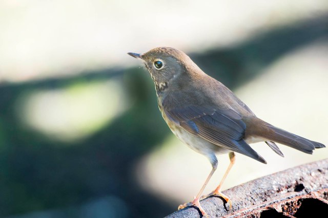 Hermit_thrush_1
