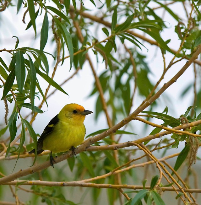 Western_tanenger copy