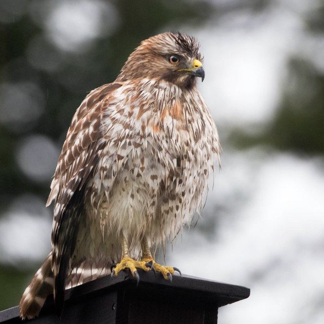 wet_hawk