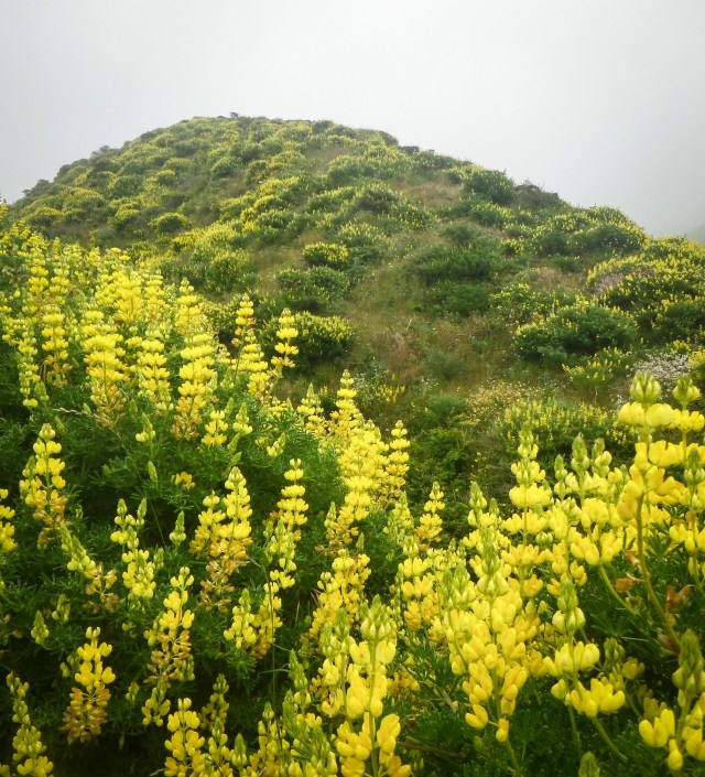 Sunshine on a cloudy day