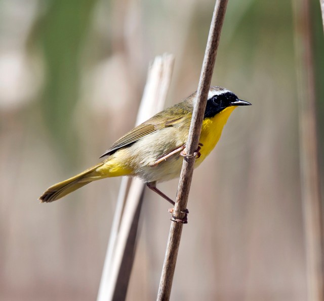 Yellowthroat_1
