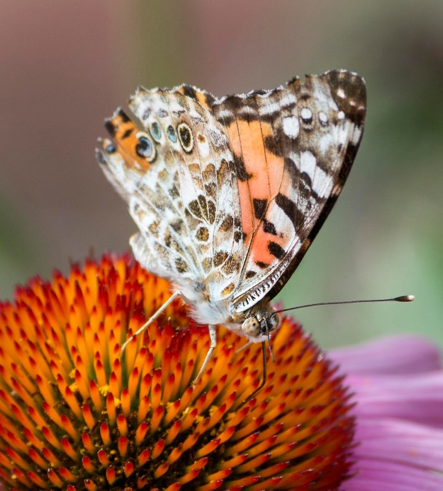 A_day_on_the_coneflower_1