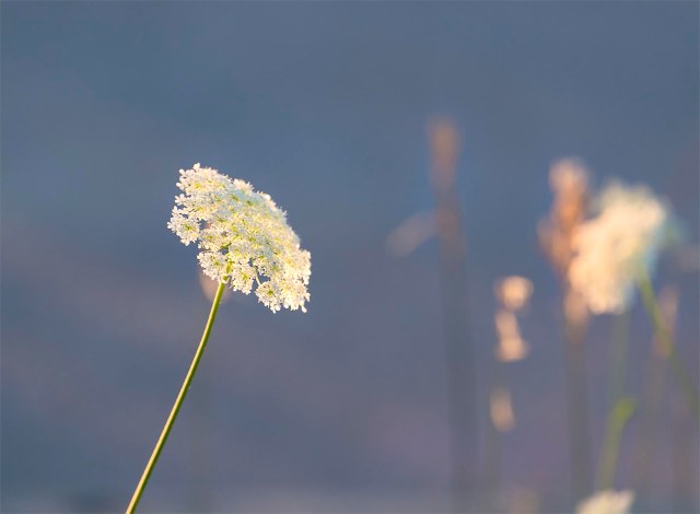 Feeling of a summer evening