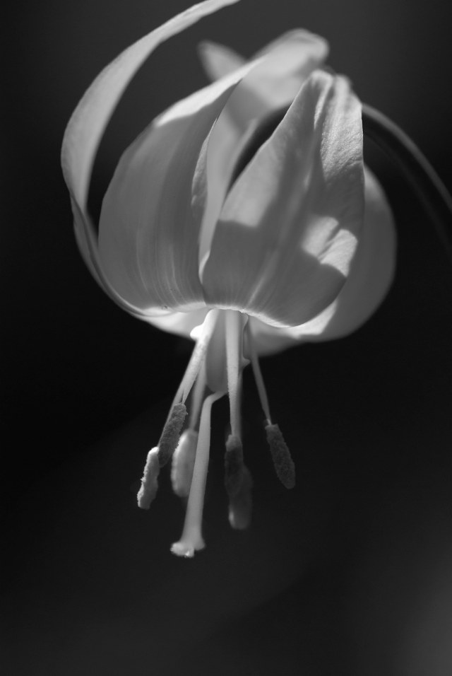 Glacier_lilly_BW