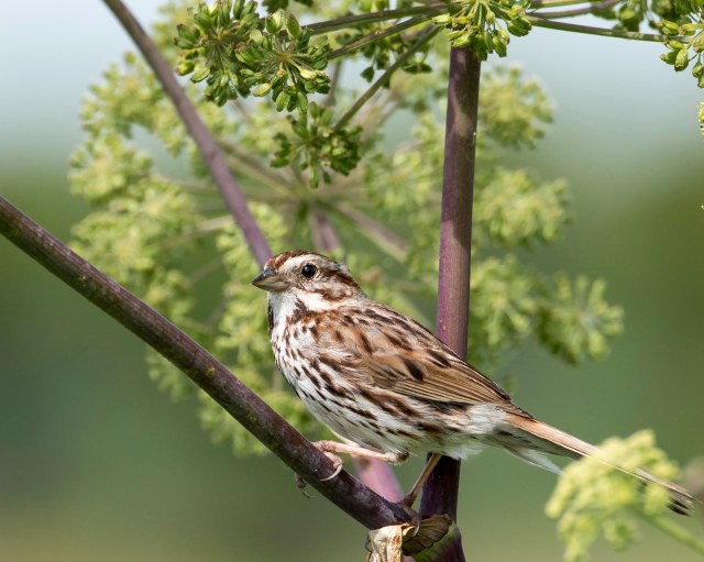 Song_sparrow_2