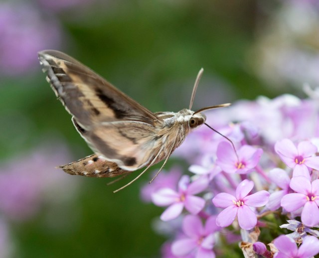 White_lined_sphinx_month_3