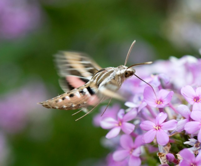 WHite_lined_sphinx_moth